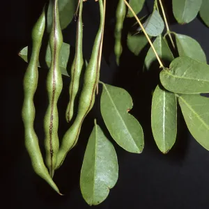 Erythrina crista-galli