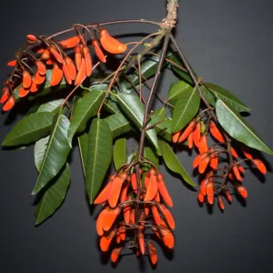 Erythrina falcata