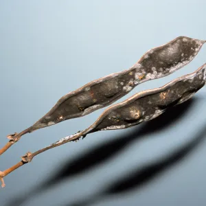Erythrina falcata