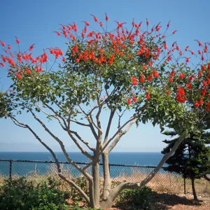 Erythrina humeana