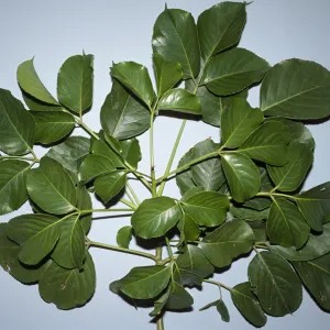 Erythrina latissima