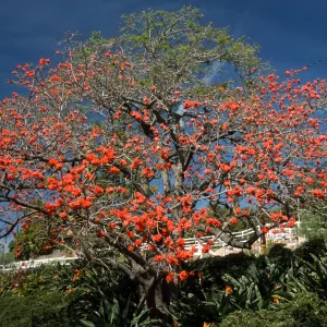 Erythrina lysistemon