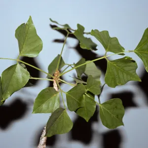Erythrina lysistemon