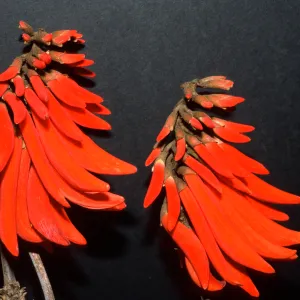 Erythrina lysistemon