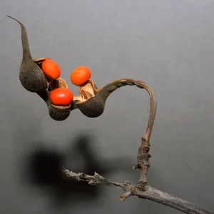 Erythrina lysistemon
