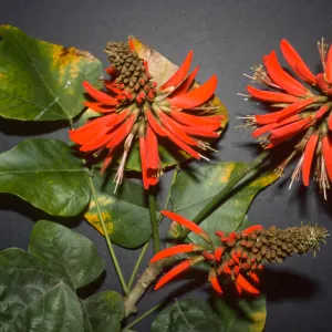 Erythrina x sykesii