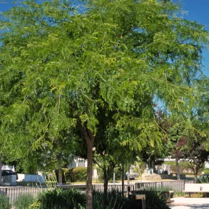 Gleditsia triacanthos f. inermis