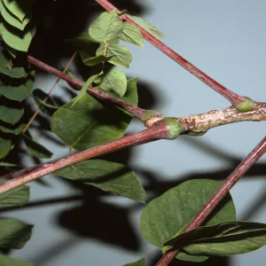 Gymnocladus dioica