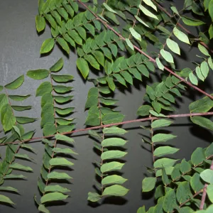 Gymnocladus dioica