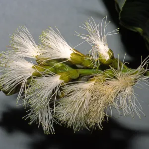 Inga pilosula