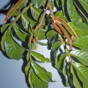 Inga pilosula