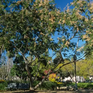 Leucaena esculenta
