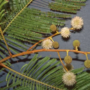 Leucaena esculenta
