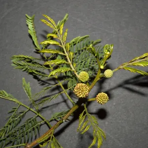 Leucaena leucocephala ssp. glabrata