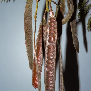 Leucaena leucocephala ssp. glabrata