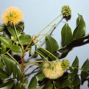 Pararchidendron pruinosum