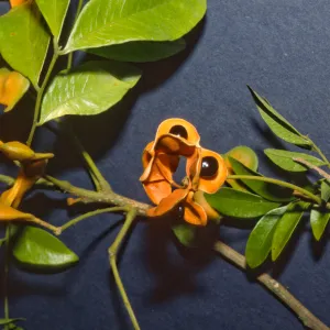 Pararchidendron pruinosum