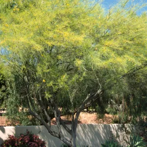 Parkinsonia aculeata