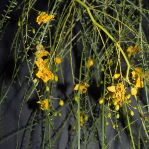 Parkinsonia aculeata