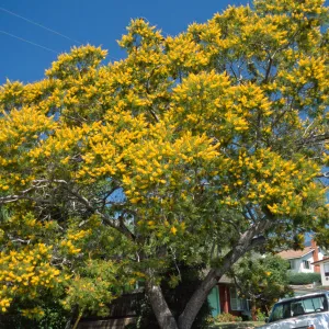 Peltophorum africanum