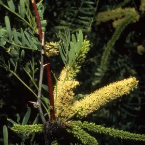 Prosopis glandulosa var. torreyana