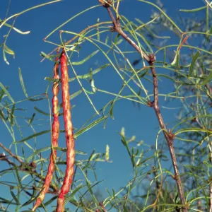 Prosopis glandulosa var. torreyana