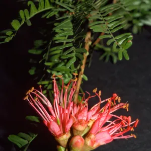 Schotia afra v. angustifolia