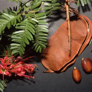 Schotia afra v. angustifolia