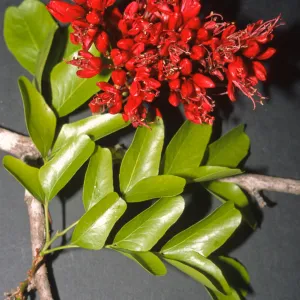 schotia brachypetala