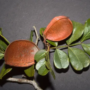 Schotia latifolia