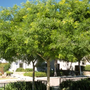 Sophora japonica