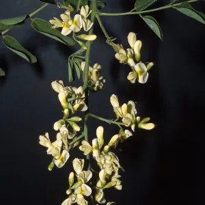 Sophora japonica