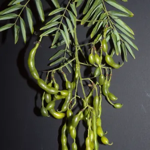 Sophora japonica