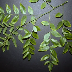 Sophora japonica