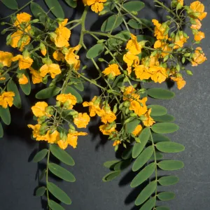 Tipuana tipu