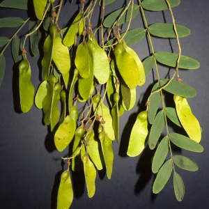 Tipuana tipu