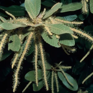 Lithocarpus densiflorus