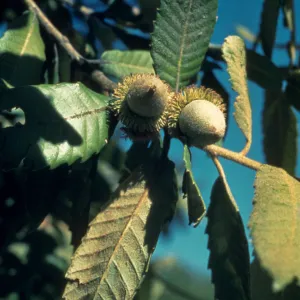Lithocarpus densiflorus
