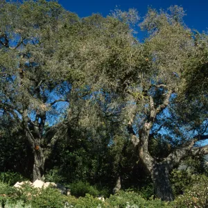Quercus agrifolia