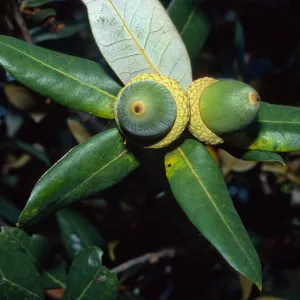 Quercus chrysolepis