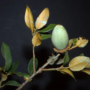 Quercus chrysolepis