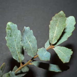Quercus engelmannii