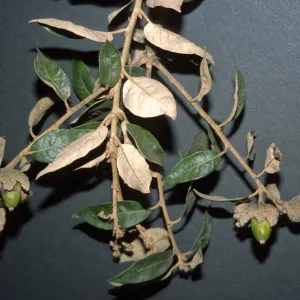 Quercus ilex