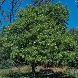 Quercus kelloggii