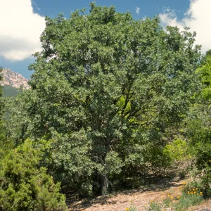 Quercus x kinseliae