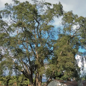 Quercus suber