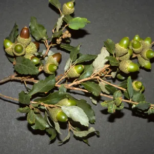 Quercus suber