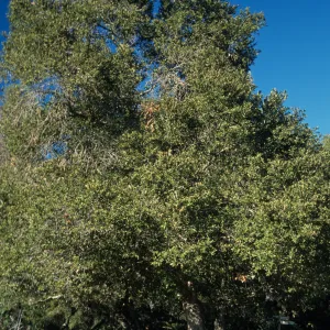 Quercus tomentella