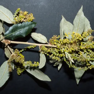 Quercus tomentella