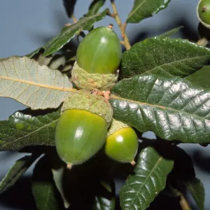 Quercus tomentella